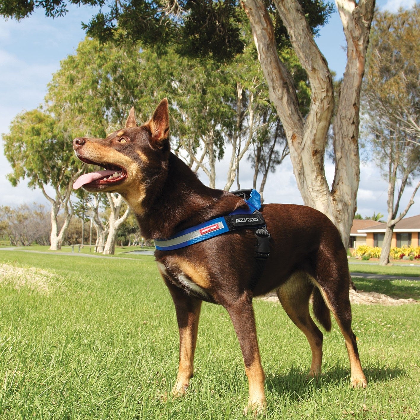 Express Dog Harness